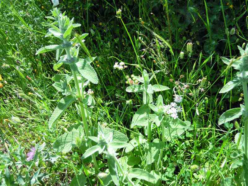 Stachys cfr.germanica